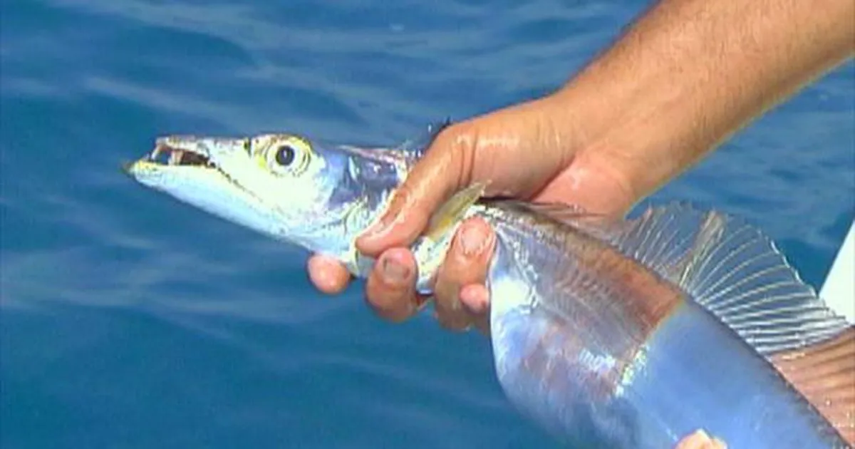 Espada: Guia Completo de Pesca