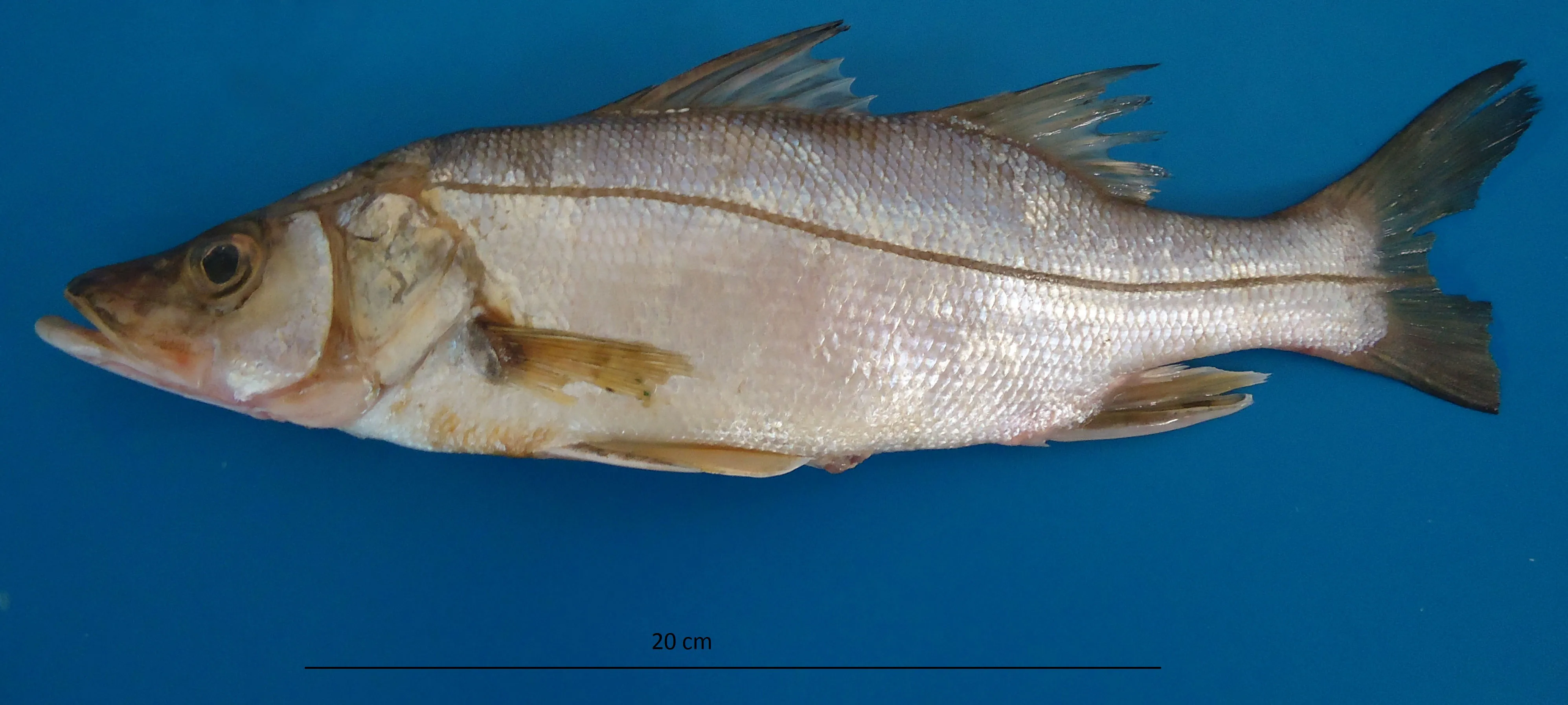Robalo-peva