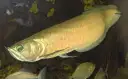 Aruanã