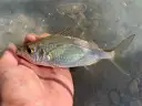 Carapicu