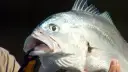 Corvina