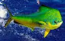 Dourado do Mar / Mahi Mahi