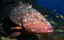 Garoupa