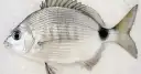 Marimbá