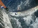 Marlin-branco