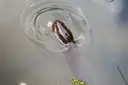 Muçum
