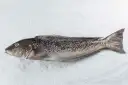 Namorado