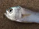Oveva