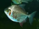Pacu-Peva