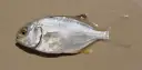 Pampo