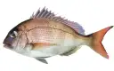 Pargo