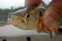 Peixe-cachorro