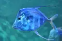 Peixe-galo