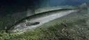 Pescada-branca