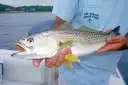 Pescada-cambucu