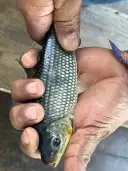 Piauçu