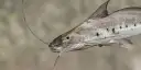 Piracatinga