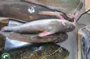 Piramutaba