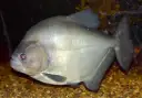 Piranha-Preta