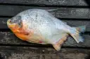 Pirapitinga