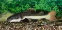 Pirarara