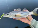 Robalo-galhudo