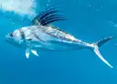 Roosterfish