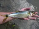 Saicanga