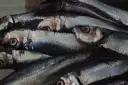 Sardinha-verdadeira