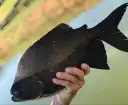 Tambacu