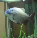 Tambaqui