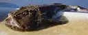 Tamboril