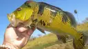 Tucunaré-amarelo