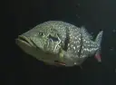 Tucunaré