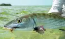 Ubarana-focinho-de-rato