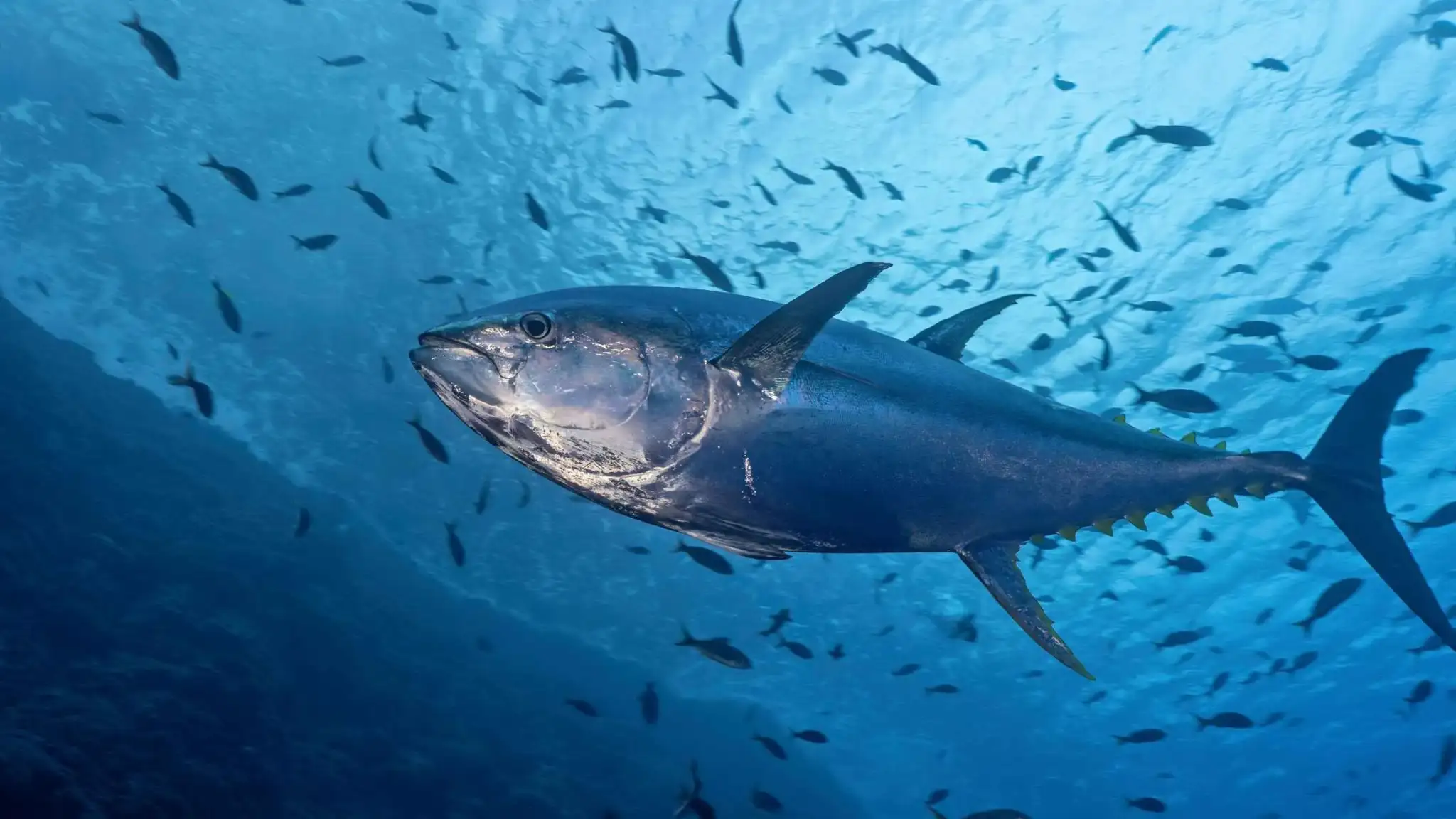 Atum-albacora nadando em mar aberto, com as nadadeiras amarelas bem visíveis