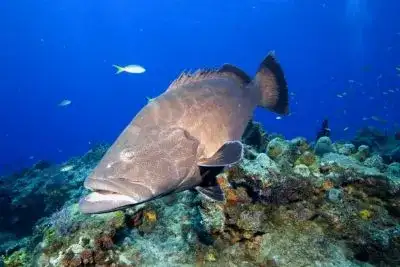 Badejo-quadrado (Mycteroperca bonaci), peixe de água salgada
