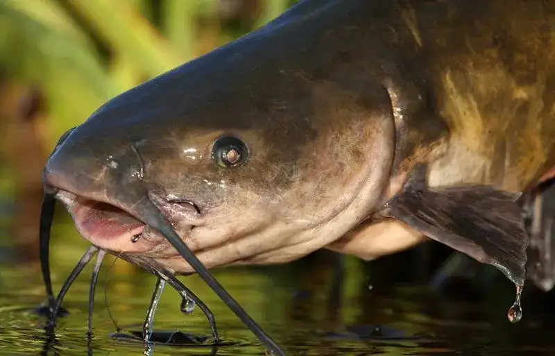 Bagre Africano