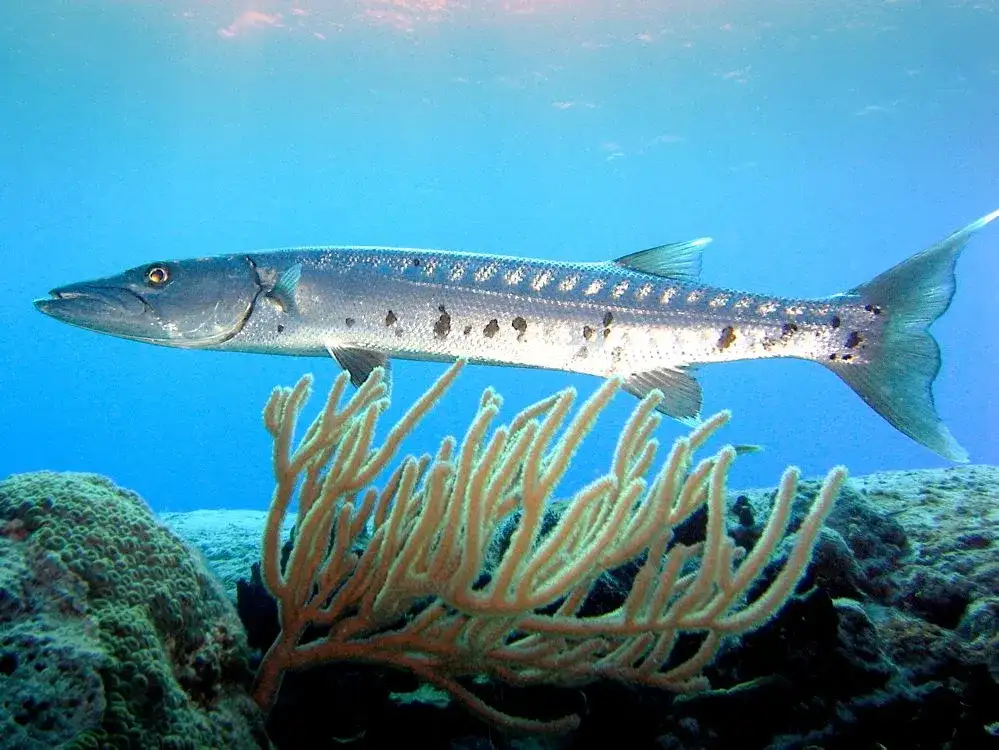 Barracuda (Sphyraena barracuda) patrulhando águas tropicais