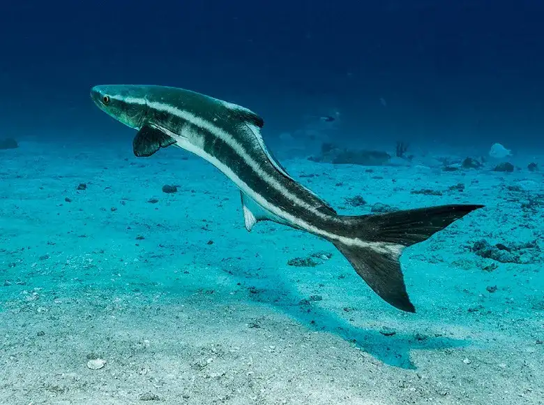 Bijupirá (Rachycentron canadum) em águas oceânicas