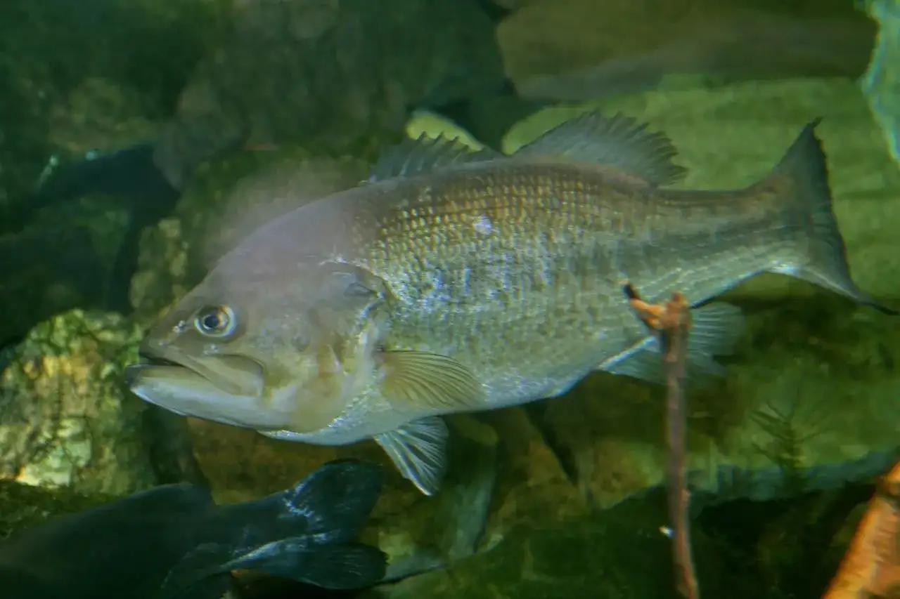 Black bass (Micropterus salmoides) segurado acima da água