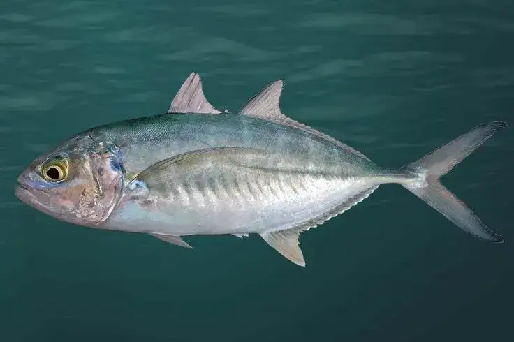 Carapau