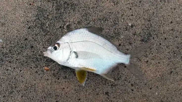 Carapeba