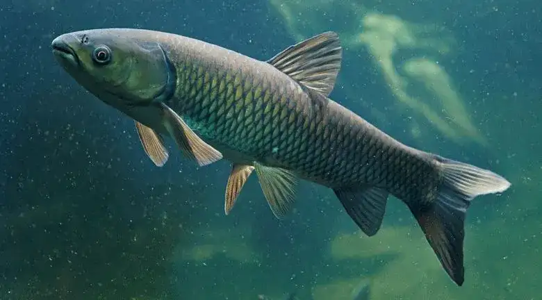 Carpa-Capim