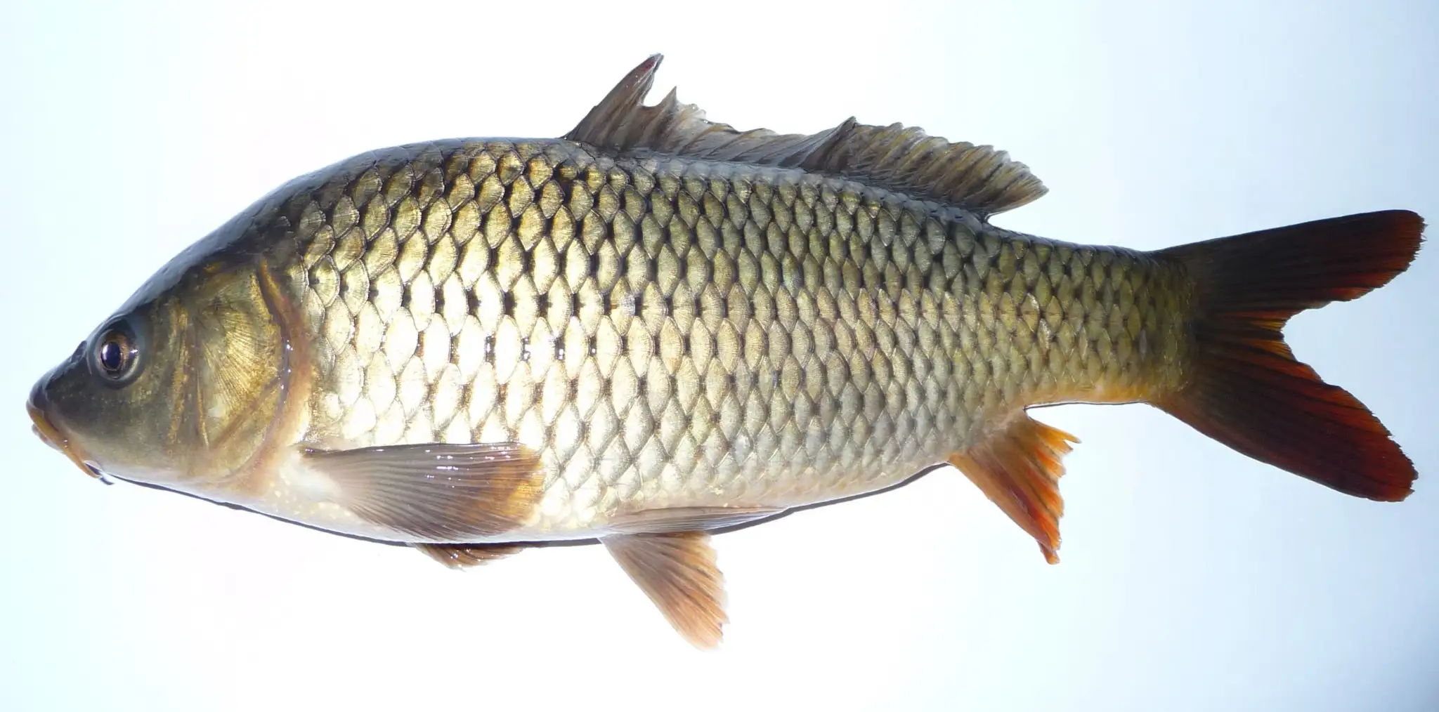 Carpa