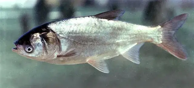 Carpa Prateada