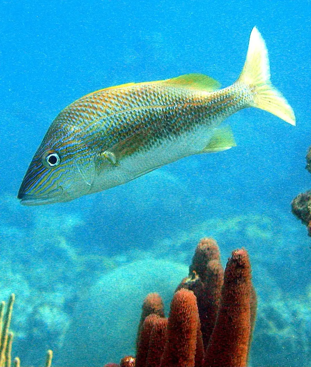 Cocoroca