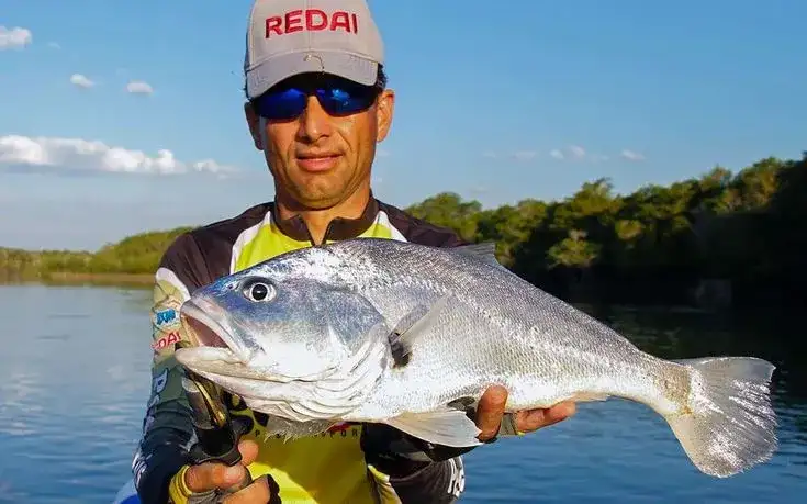 Corvina de água doce (Plagioscion squamosissimus) capturada em represa no Brasil
