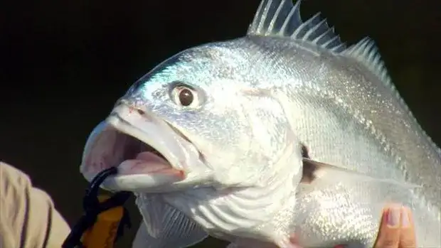 Corvina verdadeira (Micropogonias furnieri) registrada no sul do Brasil