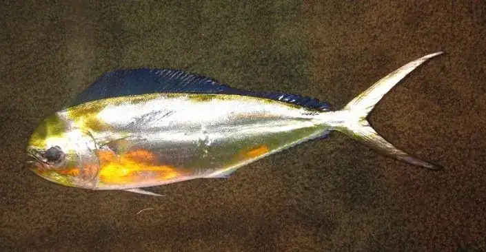 Douradinho do Mar